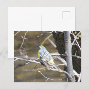 Vogel auf einer Zweig-Postkarte Postkarte