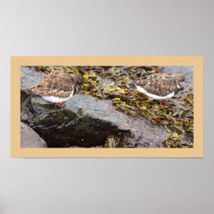 Vögel auf Felsen Foto Poster