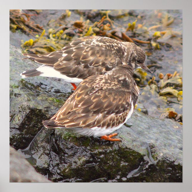Vögel auf Felsen Foto Poster (Vorne)
