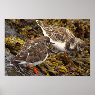 Vögel auf Felsen Foto Poster