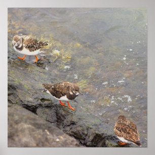 Vögel auf Felsen Foto Poster