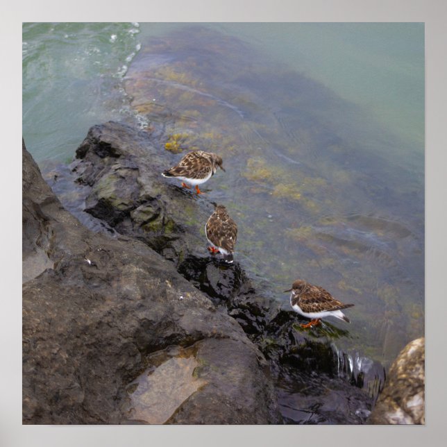 Vögel auf Felsen Foto Poster (Vorne)