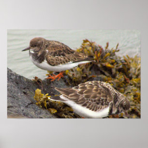 Vogel auf Felsen Foto Poster