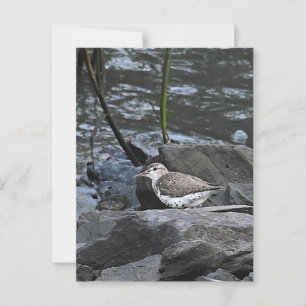 Vogel auf Rocks Postkarte