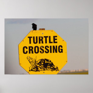 Vogel auf Schildkröten-Übergangszeichen-Plakat Poster