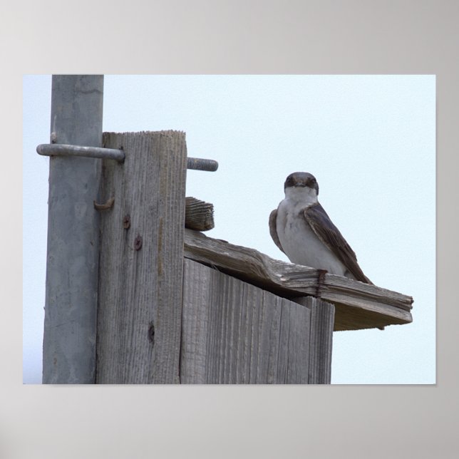 Vogel auf Vogelhausposter Poster (Vorne)