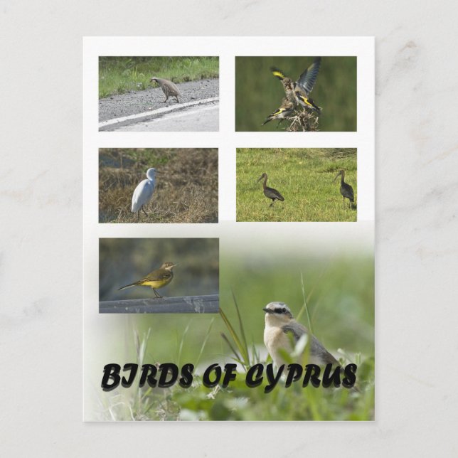 Vögel auf Zypern Postkarte (Vorderseite)
