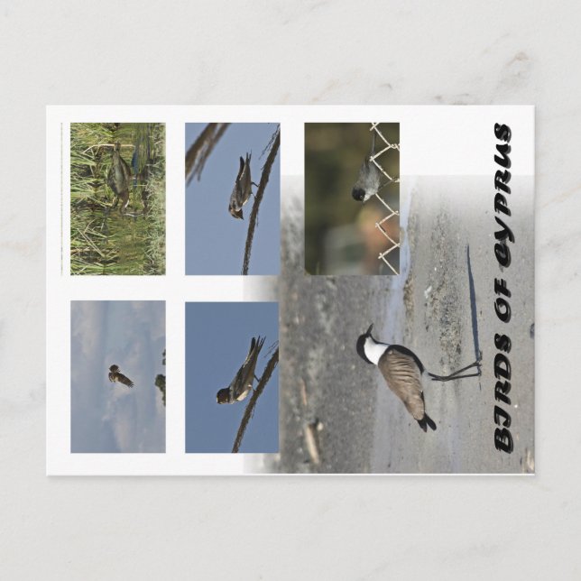 Vögel auf Zypern Postkarte (Vorderseite)