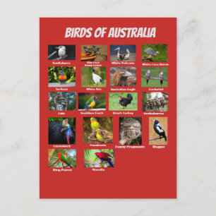 Vögel aus Australien Postkarte