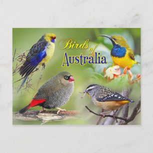 Vögel aus Australien Postkarte