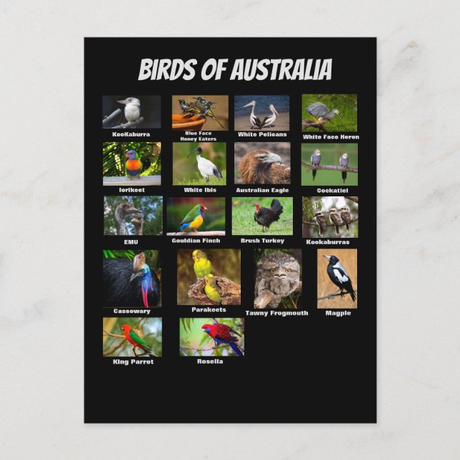 Vögel aus Australien Postkarte (Vorderseite)