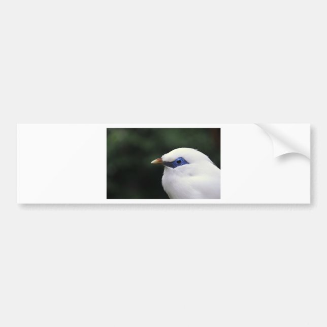 Vögel Autoaufkleber (Vorne)