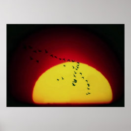 Vögel bei Sonnenuntergang Poster