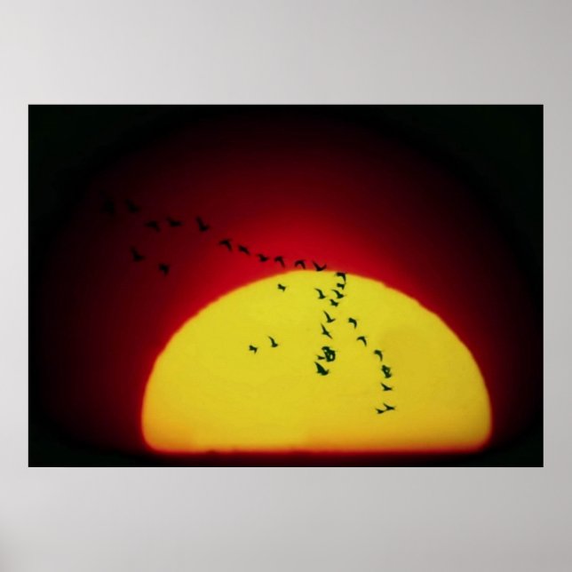 Vögel bei Sonnenuntergang Poster (Vorne)