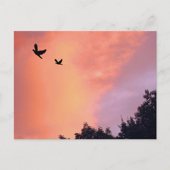 Vögel bei Sonnenuntergang Postkarte (Vorderseite)