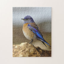 Vogel, Bluebird,