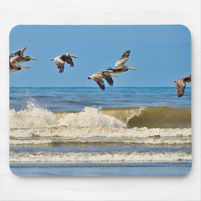 Vögel, Braunpelikane, wild lebende Tiere Mousepad (Vorne)