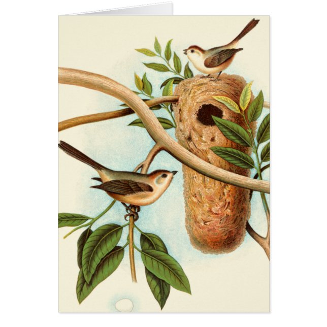 Vogel Couple auf einem Nest auf einem Zweig (Vorne)