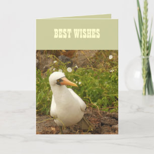 Vögel der Galapagos-Inseln>Karten und Aufkleber Karte