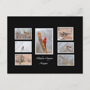 Vögel der Madera Canyon Arizona Postkarte