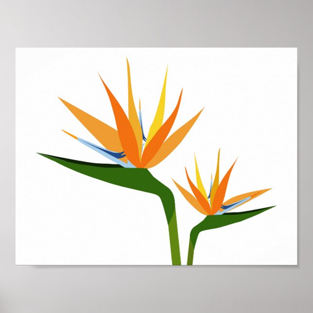 VÖGEL DER PARADISISCHEN BLUME POSTER (Vorne)