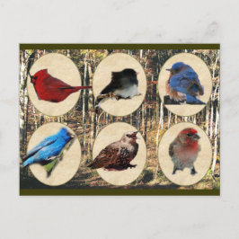 Vögel des Mittleren Tennessees Postkarte