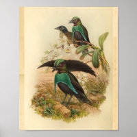 Vögel des Paradies Grün Blau Vintag drucken