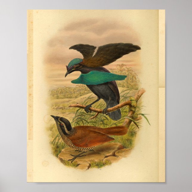 Vögel des Paradieses Blaubraun Vintage Printwerbun Poster (Vorne)