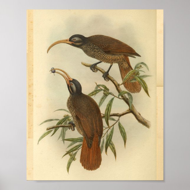 Vögel des Paradieses Brown Vintag Print Poster (Vorne)