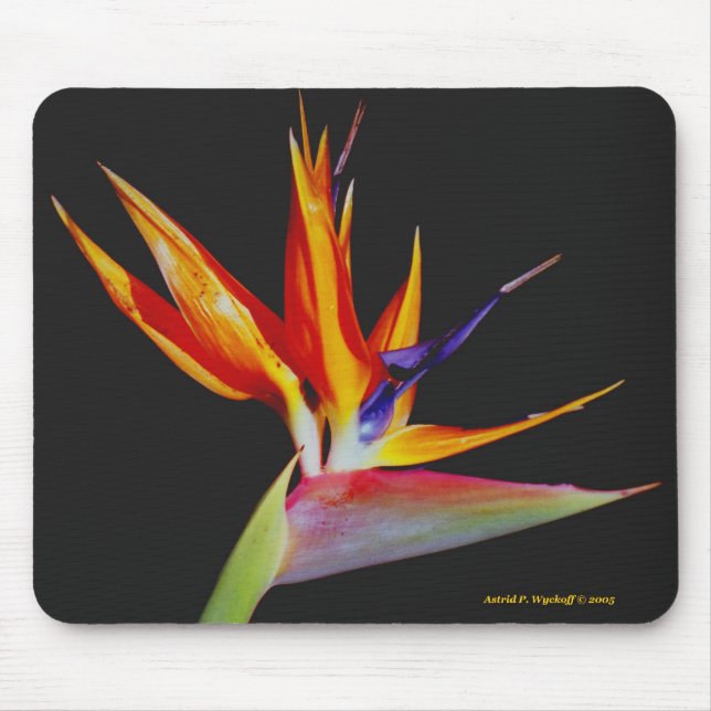 Vogel des Paradieses Mousepad (Vorne)