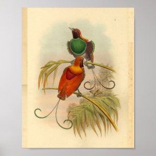 Vögel des Paradise Bird Green Red Vintag Print Poster