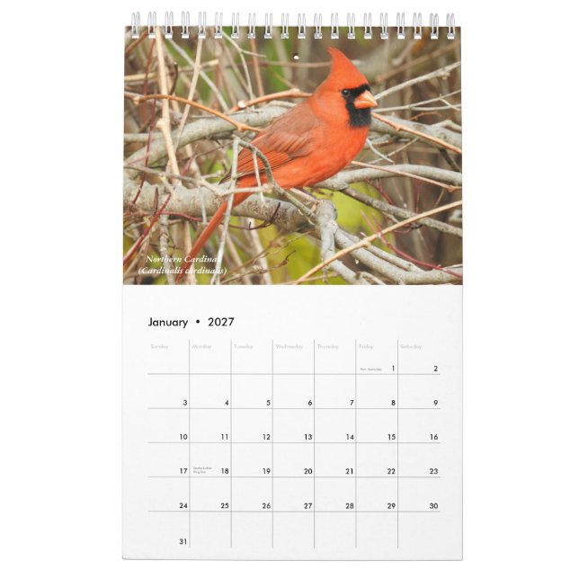 Vögel des Westerns New York Calendar Kalender (Jan 2027)