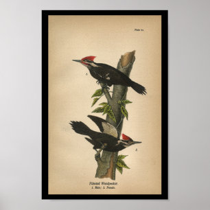 Vogel-Druck Pileated Specht 1890 Poster