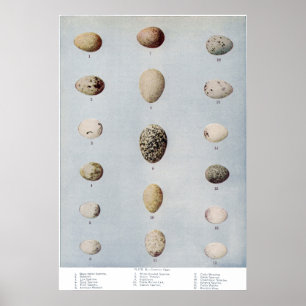 Vogel Eggs Vintage Naturgeschichte der Platten-B Poster