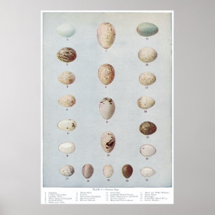 Vogel Eggs Vintage Naturgeschichte der Platten-C Poster