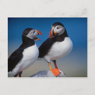 Vogel ein Paar Puffins Postkarte