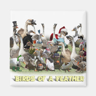 Vögel einer Feder Magnet