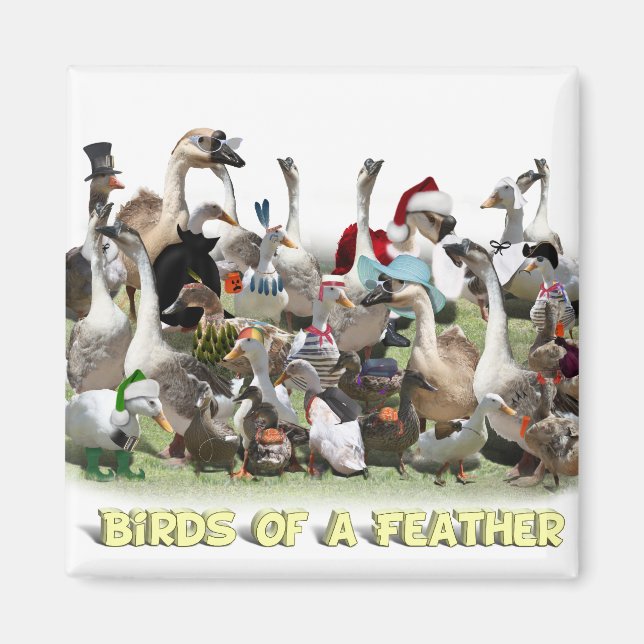 Vögel einer Feder Magnet (Vorne)