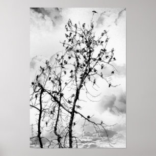 Vögel einer Feder Poster