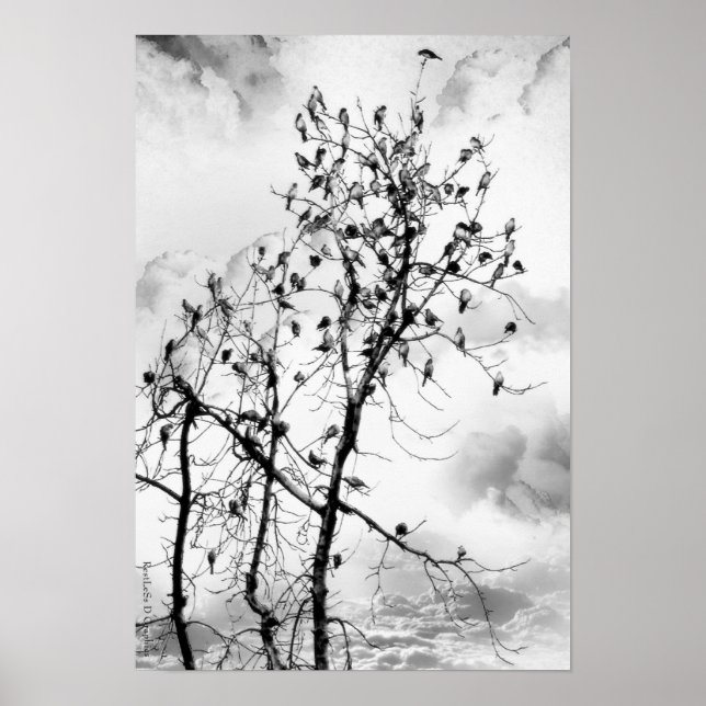 Vögel einer Feder Poster (Vorne)