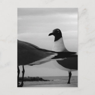 Vögel einer Feder Postkarte