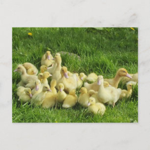 Vogel, Ente, Entlein, gelb, Natur, süß, Baby, Postkarte