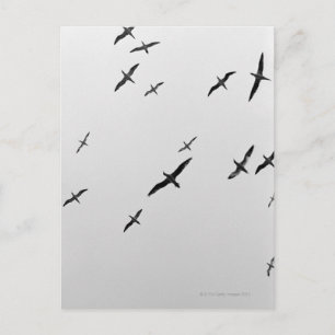 Vögel fliegen postkarte