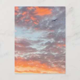 Vogel fliegt rosa Wolken Himmel Foto Postkarte
