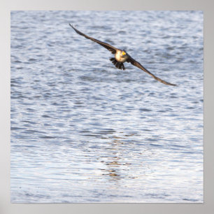 Vogel Flying Poster