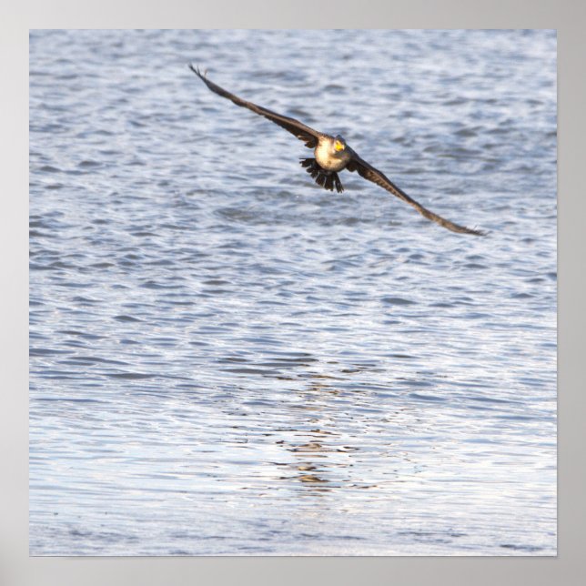 Vogel Flying Poster (Vorne)