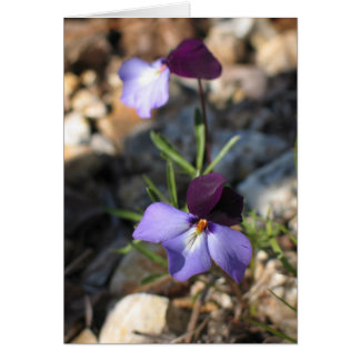 Vogel-Foot-Violet