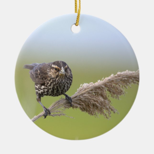 Vogel-Foto-Ornament  Keramik Ornament (Vorne)