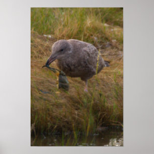Vogel gefangen Krebs Poster