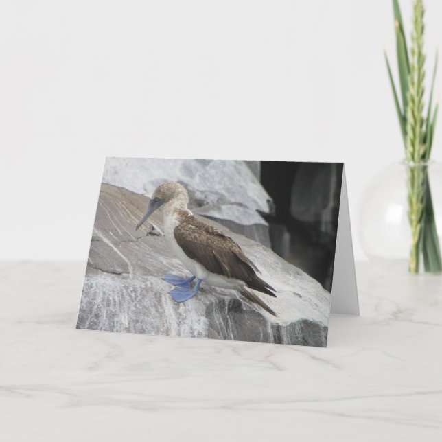 Vogel-Gruß-Karte Karte (Vorderseite)